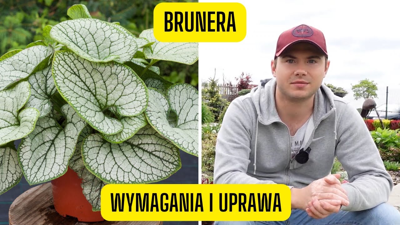 Brunera – jak uprawiać kaukaską niezapominajkę? (Roślina o niesamowitych liściach do cienia)