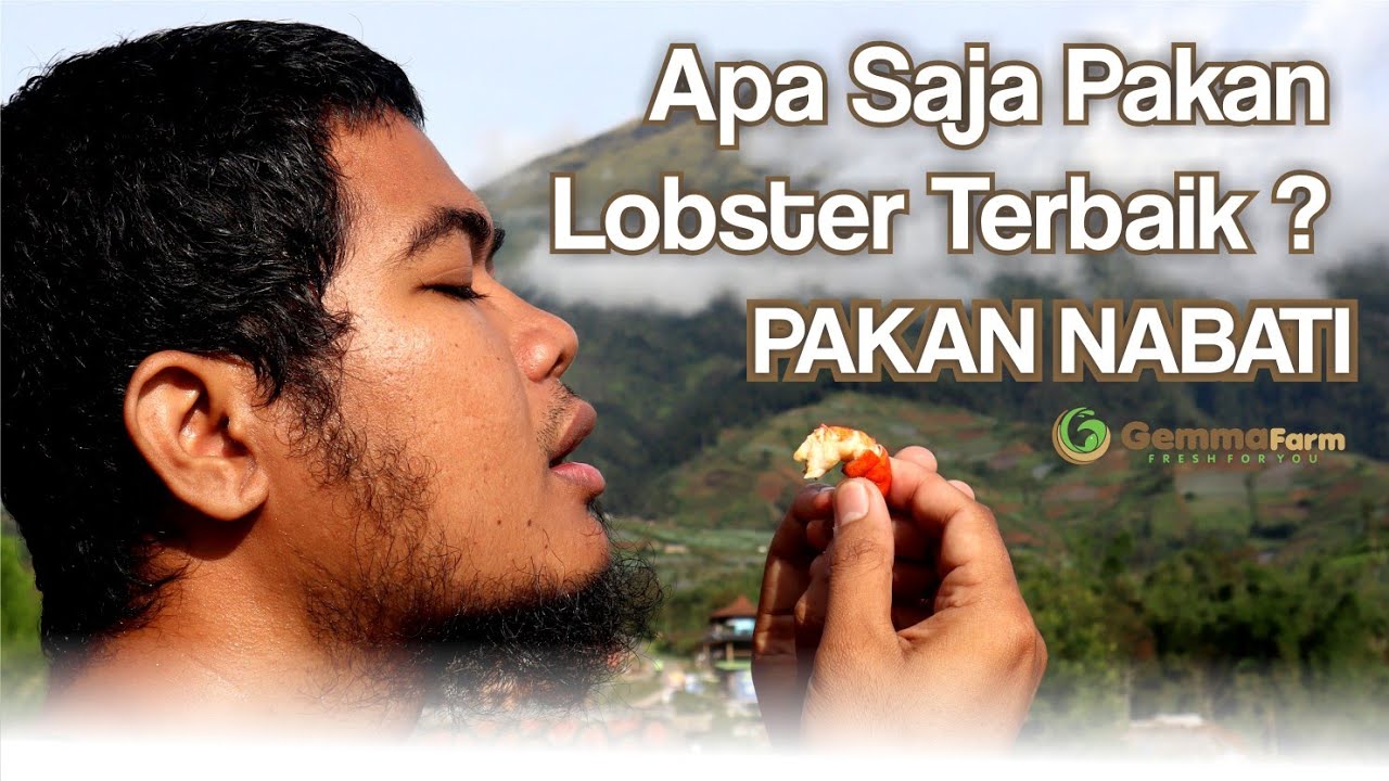 Apa Saja Pakan Lobster Terbaik ?