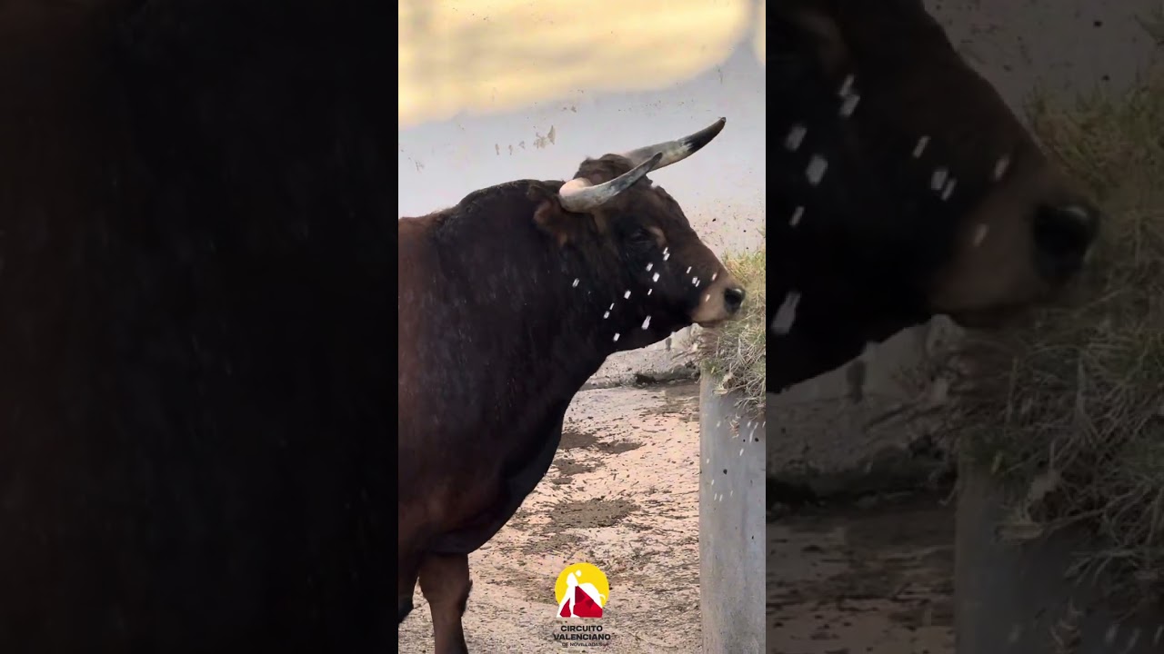 El desembarque de los novillos de Vinaròs. ¡Comienza el Circuito Valenciano de Novilladas!🤩