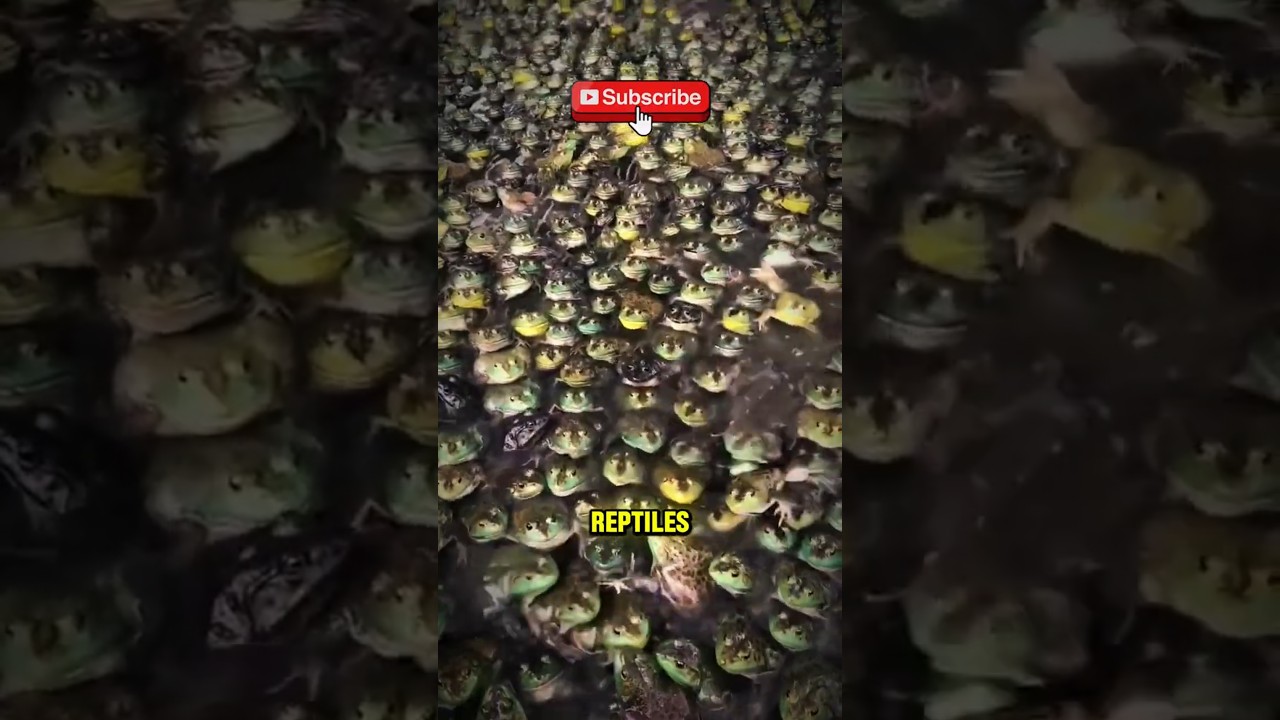 🐠💥 Animales que podr&iacute;an destruir el ecosistema si se multiplicaran 🌎⚠️