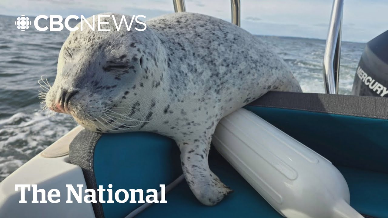 #TheMoment a seal escaped killer whales by hopping onto a boat