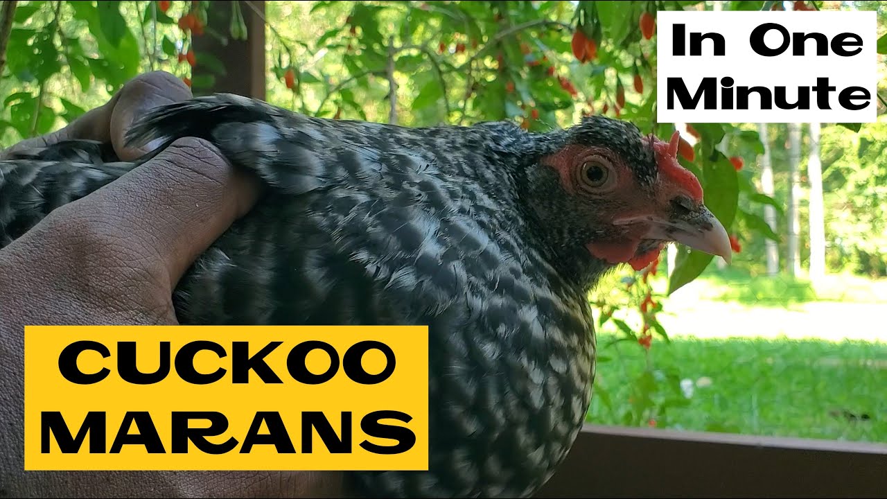 Куры породы Кукушка Маран | Всё о породах кур за минуту