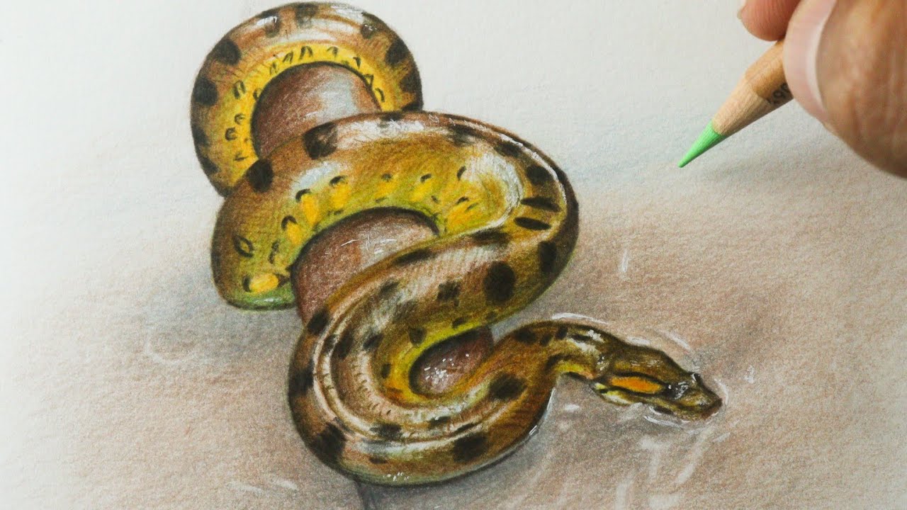 Como desenhar uma cobra Sucuri PASSO A PASSO narrado