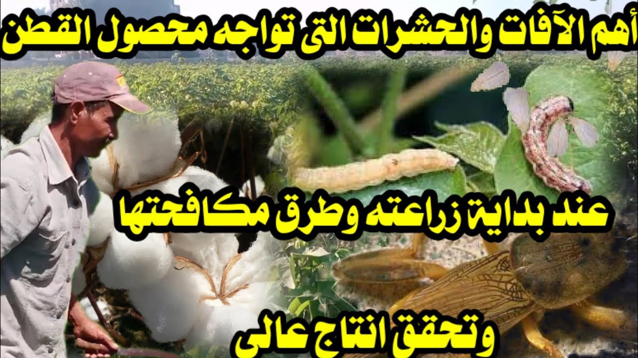 اهم الآفات والحشرات التى تواجه محصول القطن عند بداية زراعته واسهل طريقة لمكافحة هذه الآفات