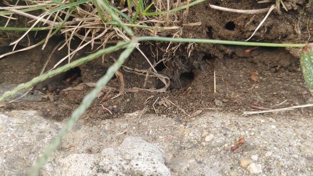Polyergus lucidus - a Complex Ant Struggle