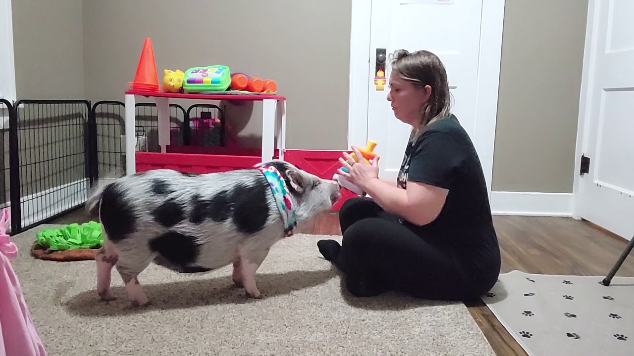 My mini pig Polly doing 31 tricks!