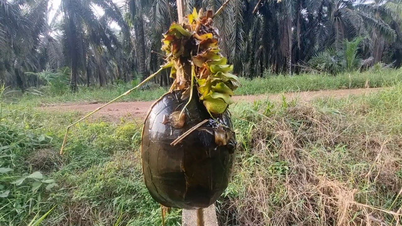 Nebas dan najur