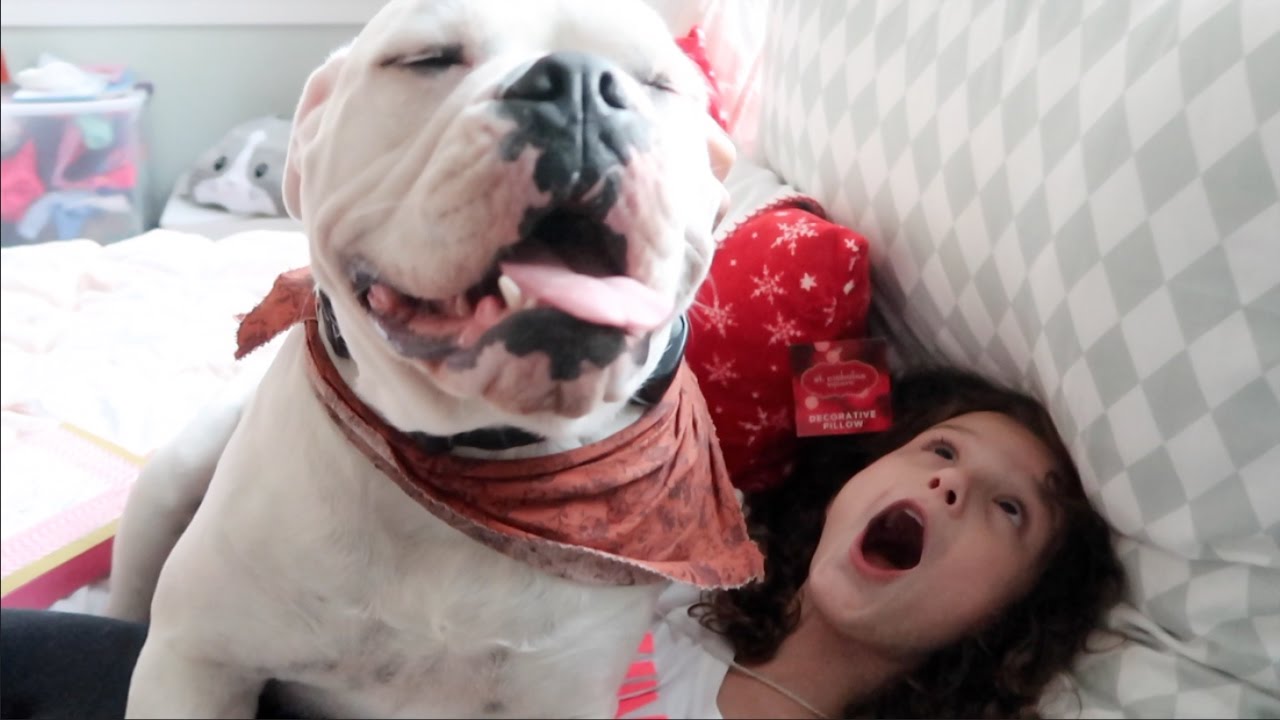 The Hundred Pound Dog (WK 309.2) | Bratayley