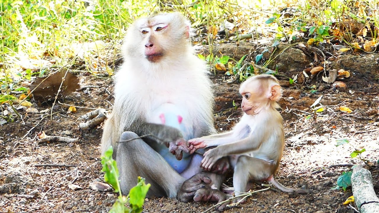 Mother Rozy and baby Rockstar