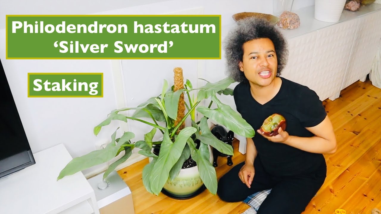 Philodendron hastatum 'Silver Sword' Staketing