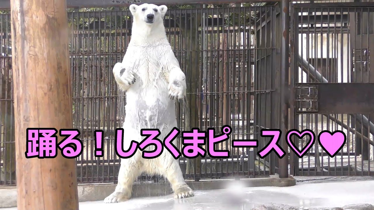 しろくまピースは2度踊る♡とべ動物園にて