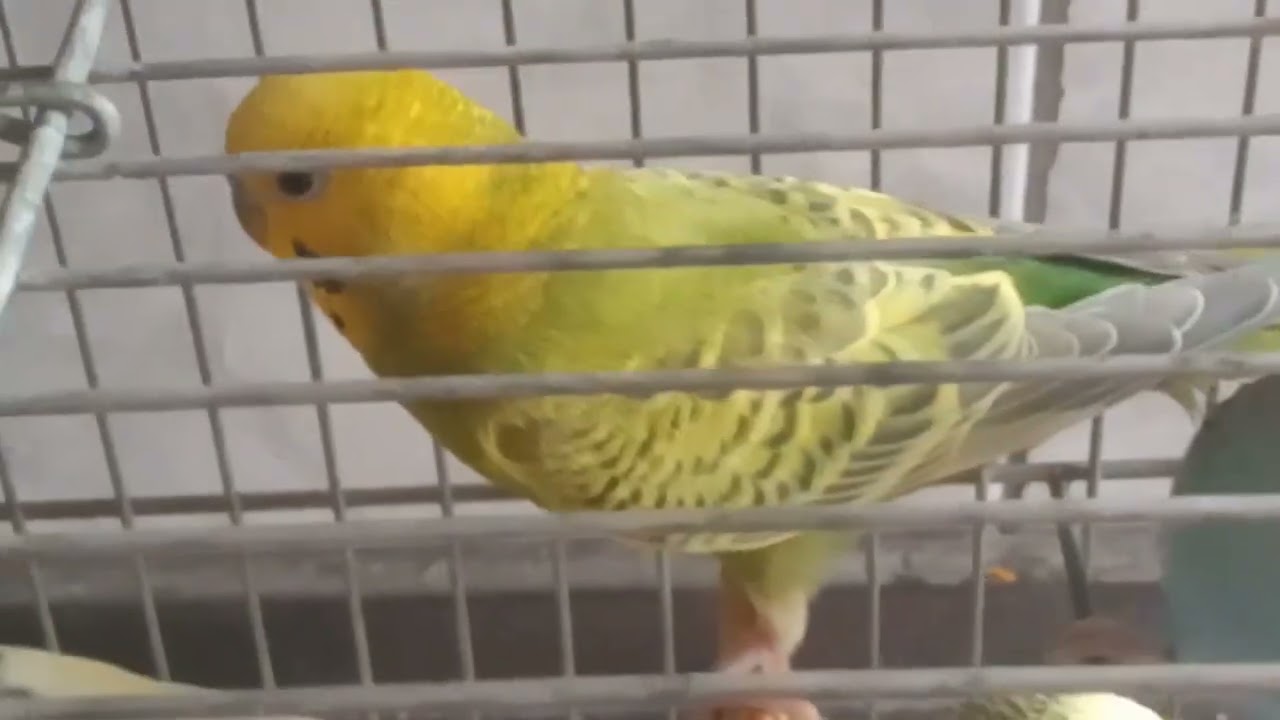 Bem-te-vi, periquitos australianos e calopsitas #birds #pets #aves #parrot 