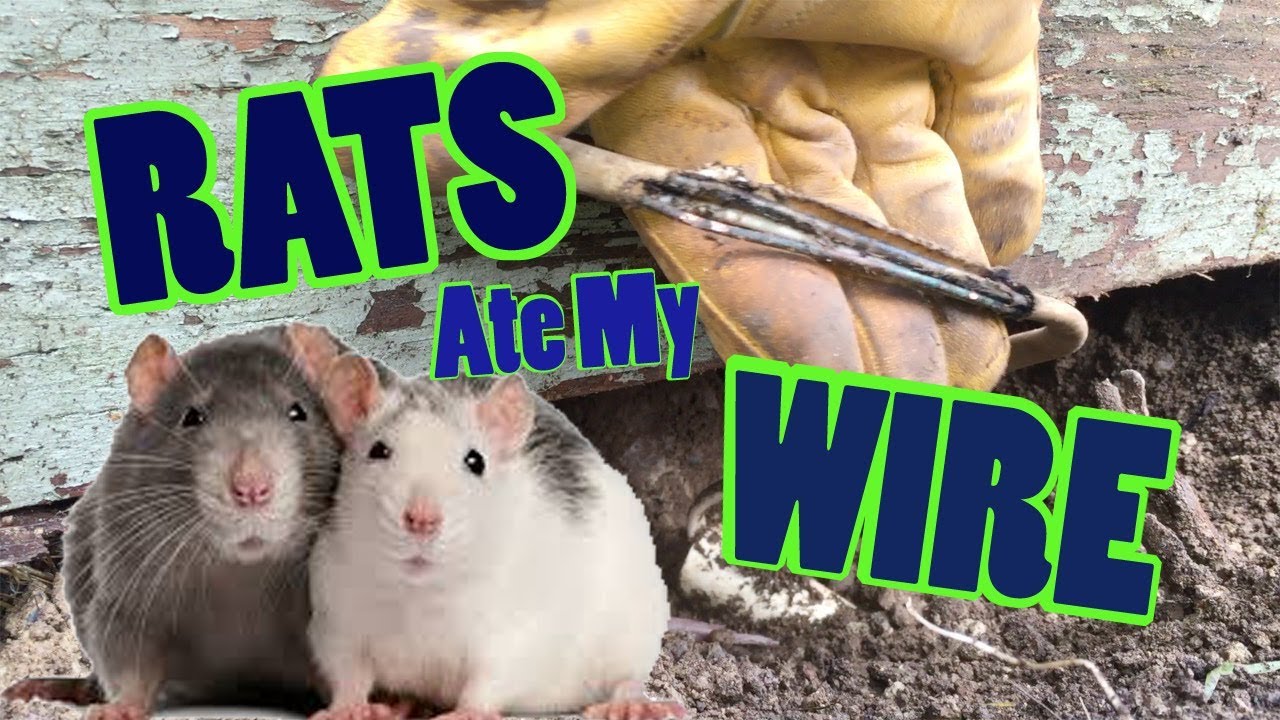 Rats Ate My Wiring Part 1