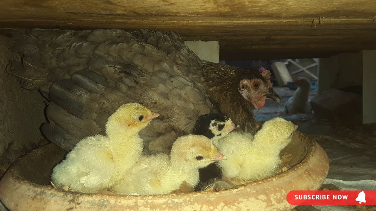 How to Make Chicken Hatch Turkey Eggs