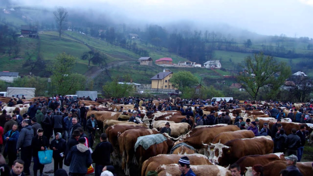 Acitivitatea ACT Ariesul Campeni in 2013