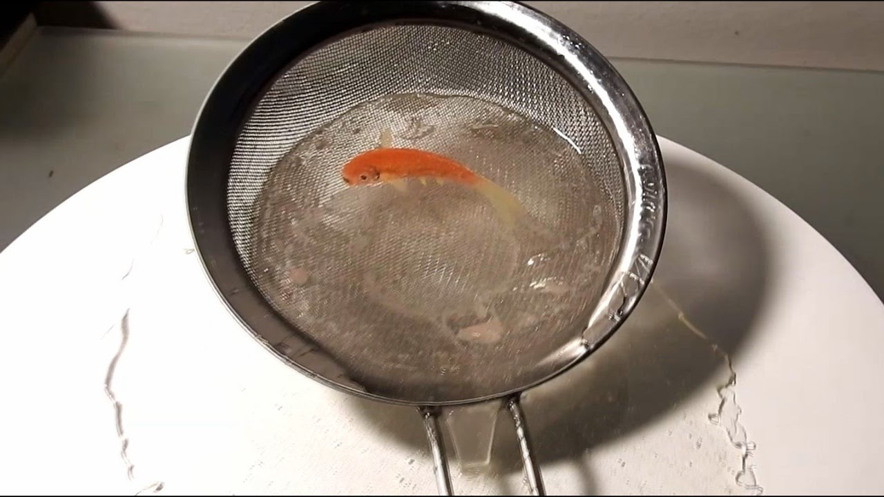 IMPOSSIBLE goldfish by artist Gerardo Chierchia 3D art