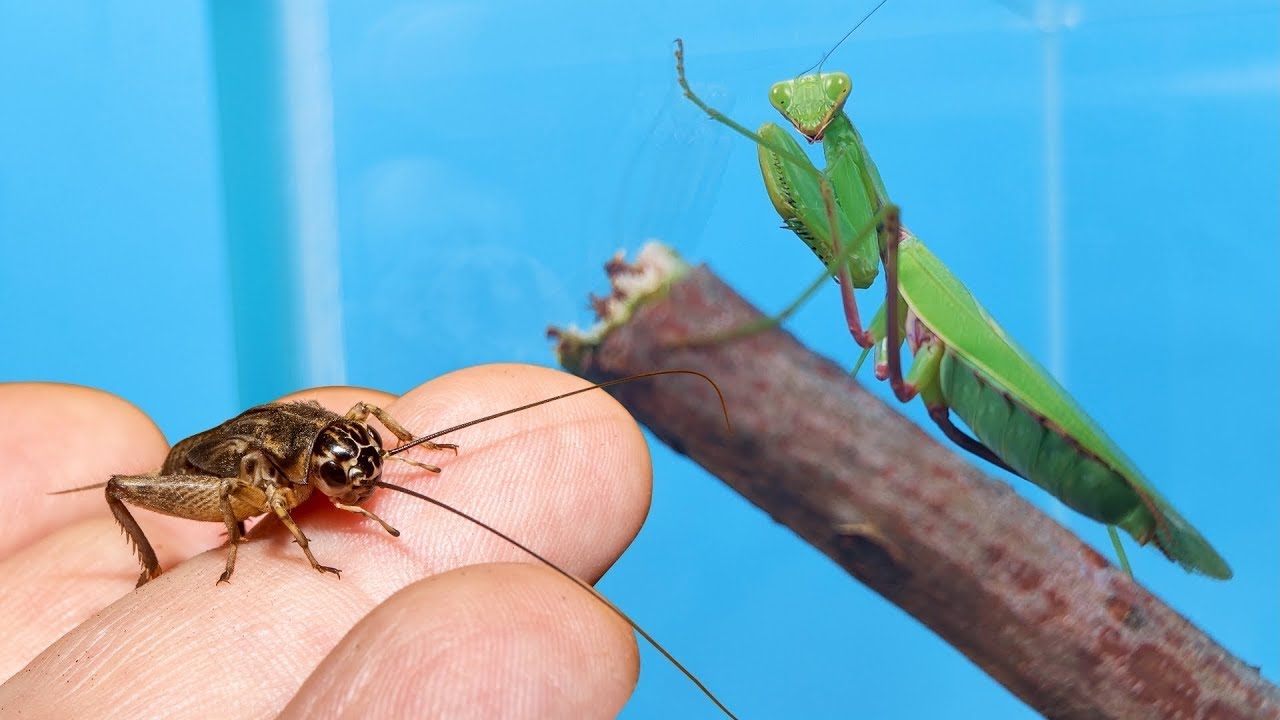 MANTIS vs GRILLO de CAMPO | ¿Quien ganará?