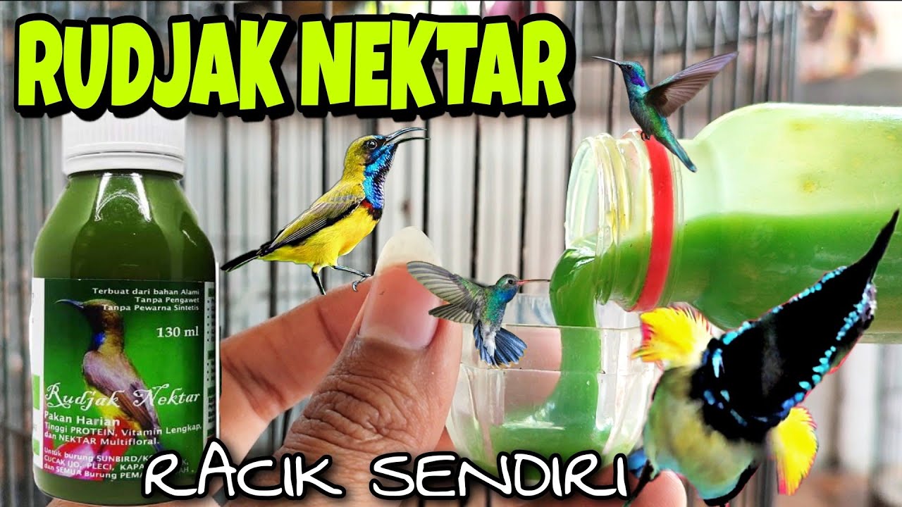 RUDJAK NEKTAR RACIK SENDIRI TANPA SIRUP ❗Modal Murah Burung Mewah