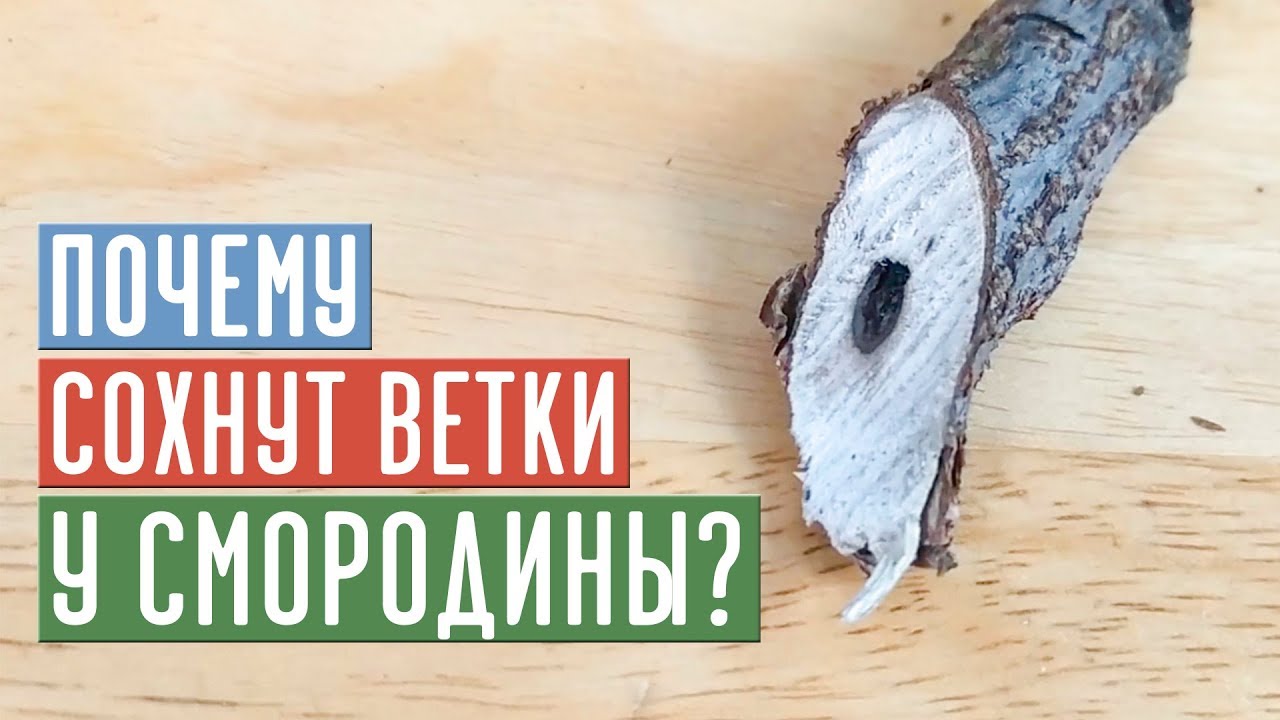 СТЕКЛЯННИЦА - НЕВИДИМЫЙ ВРАГ УНИЧТОЖАЕТ СМОРОДИНУ / Садовый гид