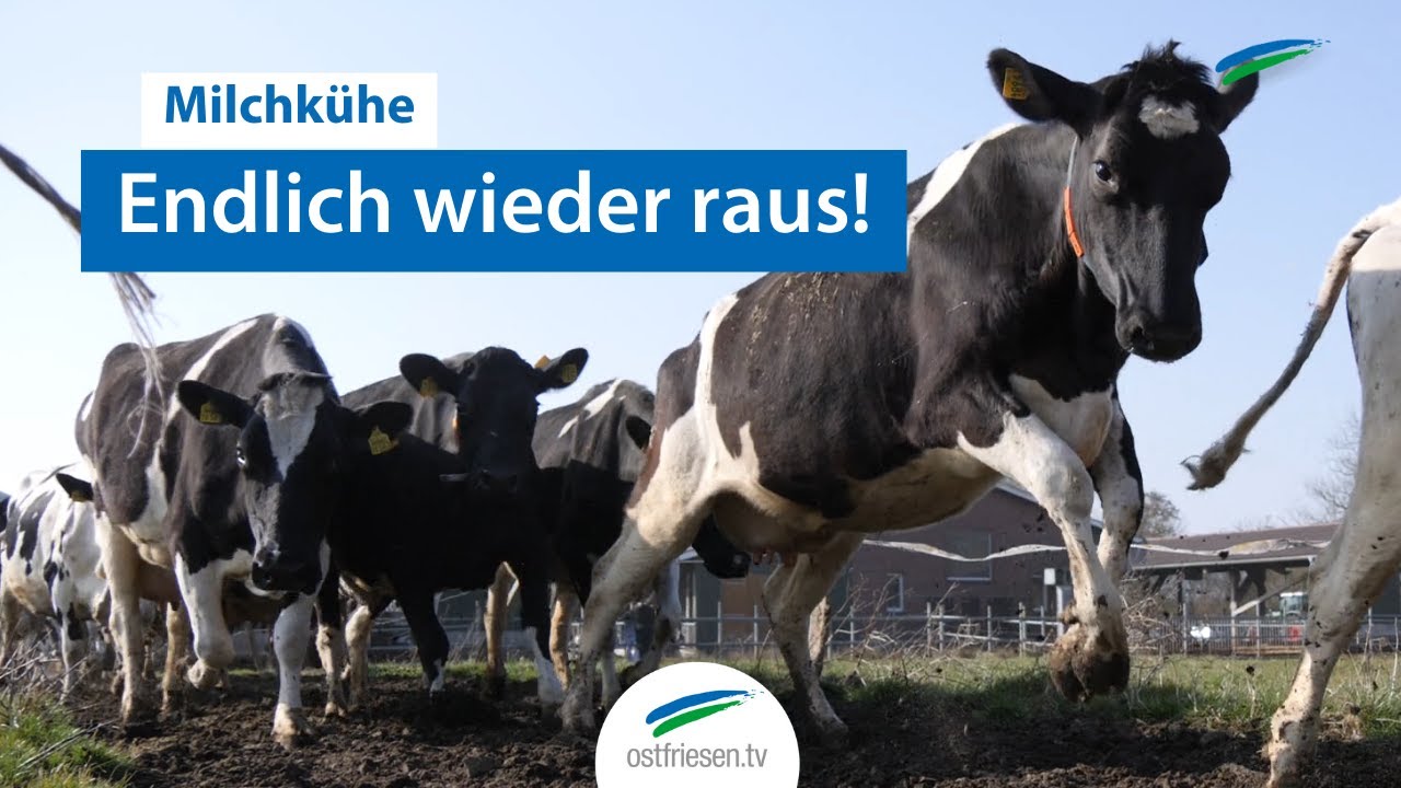 Ostfriesland | Kühe freuen sich über Weideaustrieb