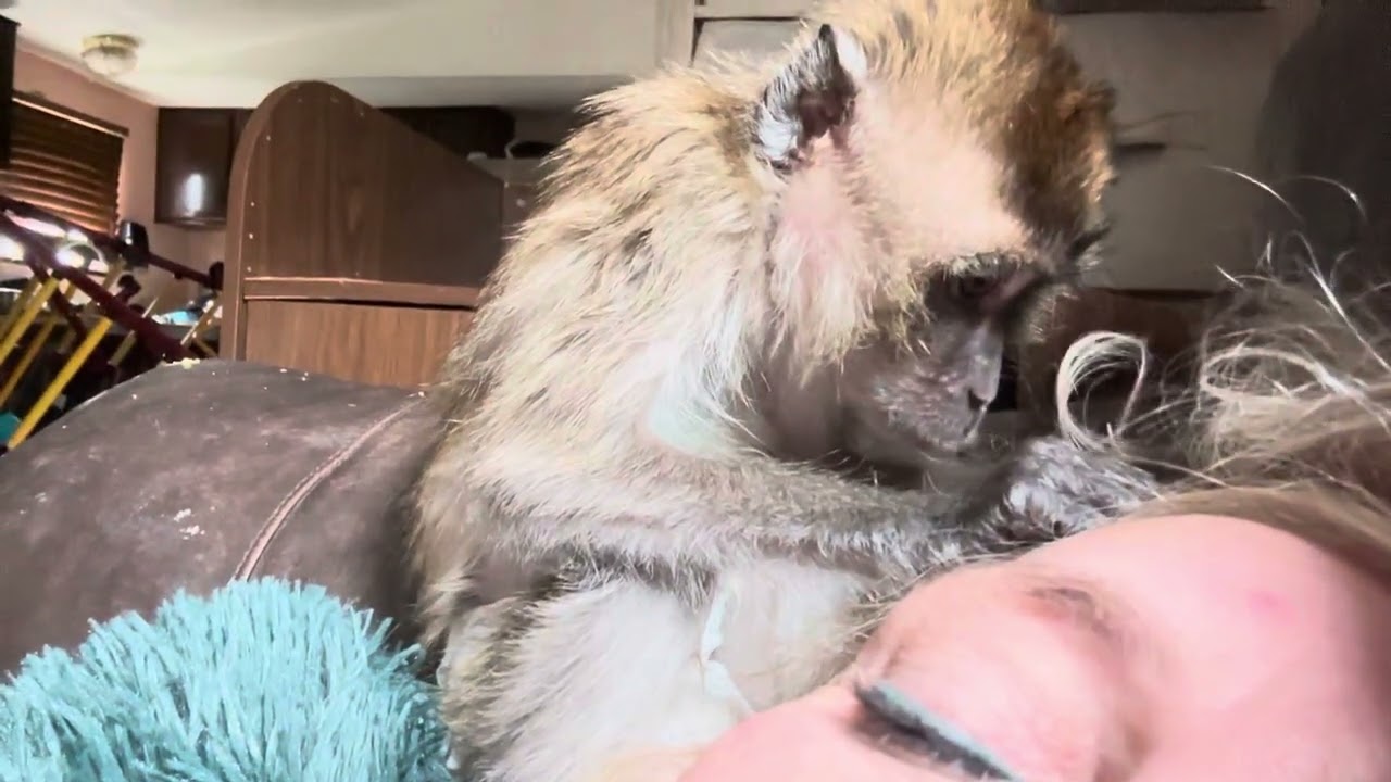 Smallest Java Macaque Ralphie D ASMR Grooming His Pet Human