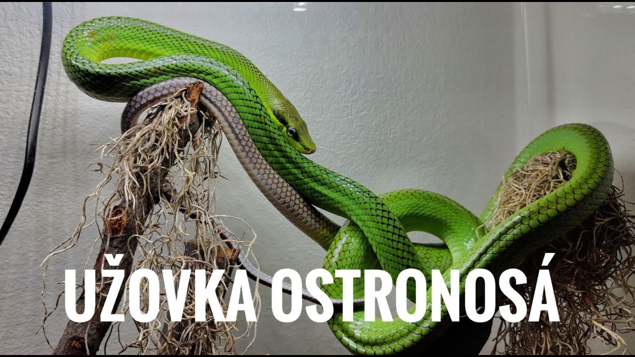 Zelený klenot terárií, Užovka Ostronosá
