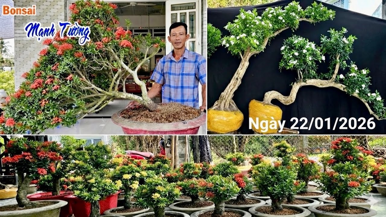 Nguyệt Quế Dáng Bay, Khế Gân & Lô Trang Đỏ Rực Hoa Chơi Tết | 22/1 Mạnh Tường