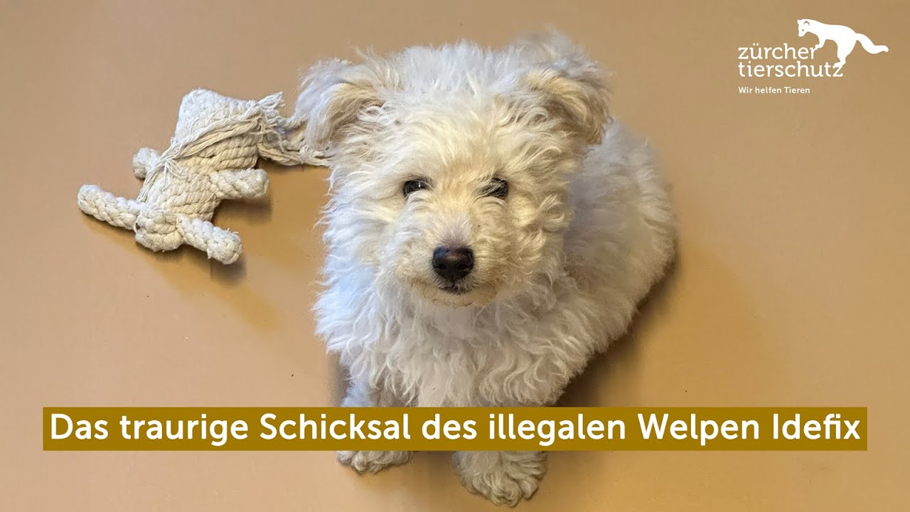 Das traurige Schicksal des illegalen Welpen Idefix