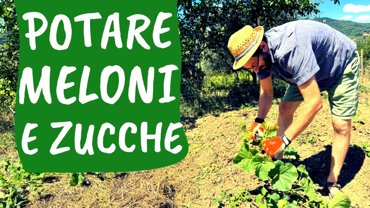 POTARE il MELONE: come e quando bisogna tagliare la pianta