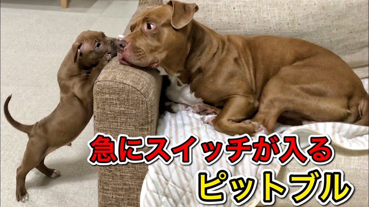 いきなりスイッチが入ってとんでもない行動をとるピットブルw