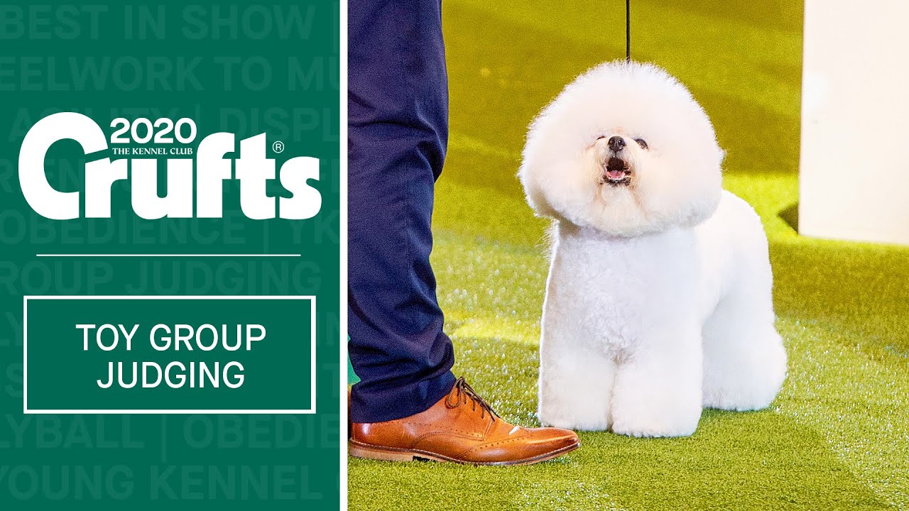 Toy Group Judging | Crufts 2020