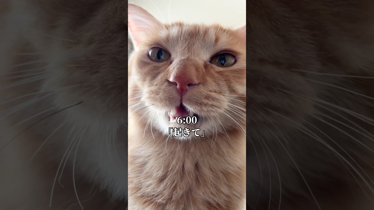 世界一可愛く猫に起こされた1日 #cat #vlog