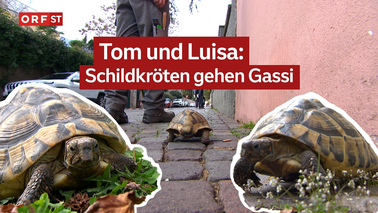 Auch Schildkröten brauchen Auslauf I Südtirol heute vom 16.03.2026