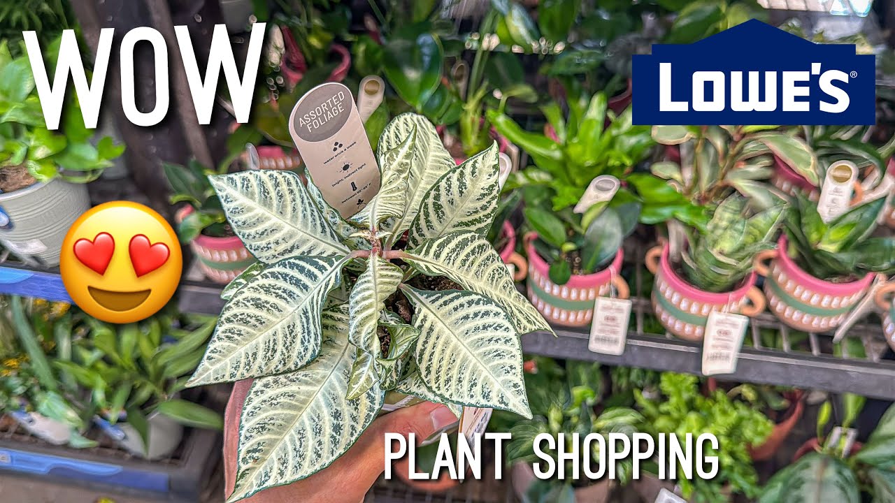 Aphelandra Squarrosa Urban Jungles New Plants! Plant Shopping at Lowe’s! Big Box Store Plant Shop