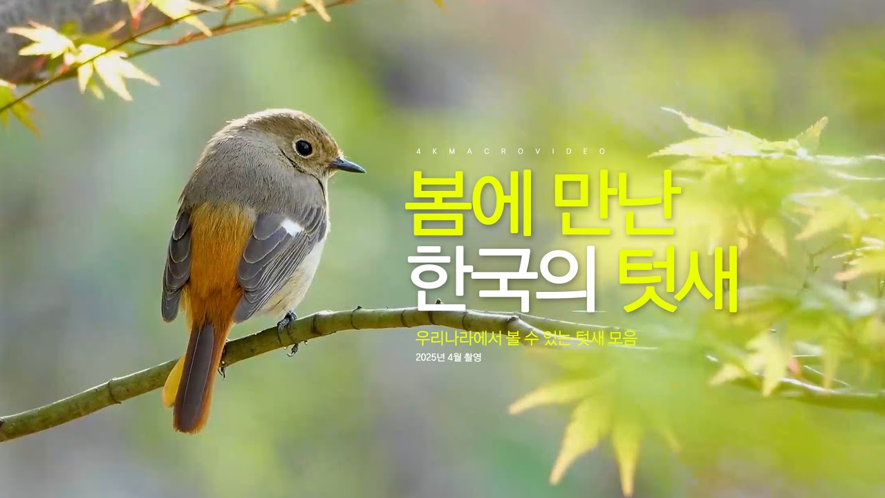 봄에 만나는 한국의 텃새들 [ 딱새, 박새, 곤줄박이, 오목눈이 뱁새, 방울새, 아물쇠 딱다구리 ]