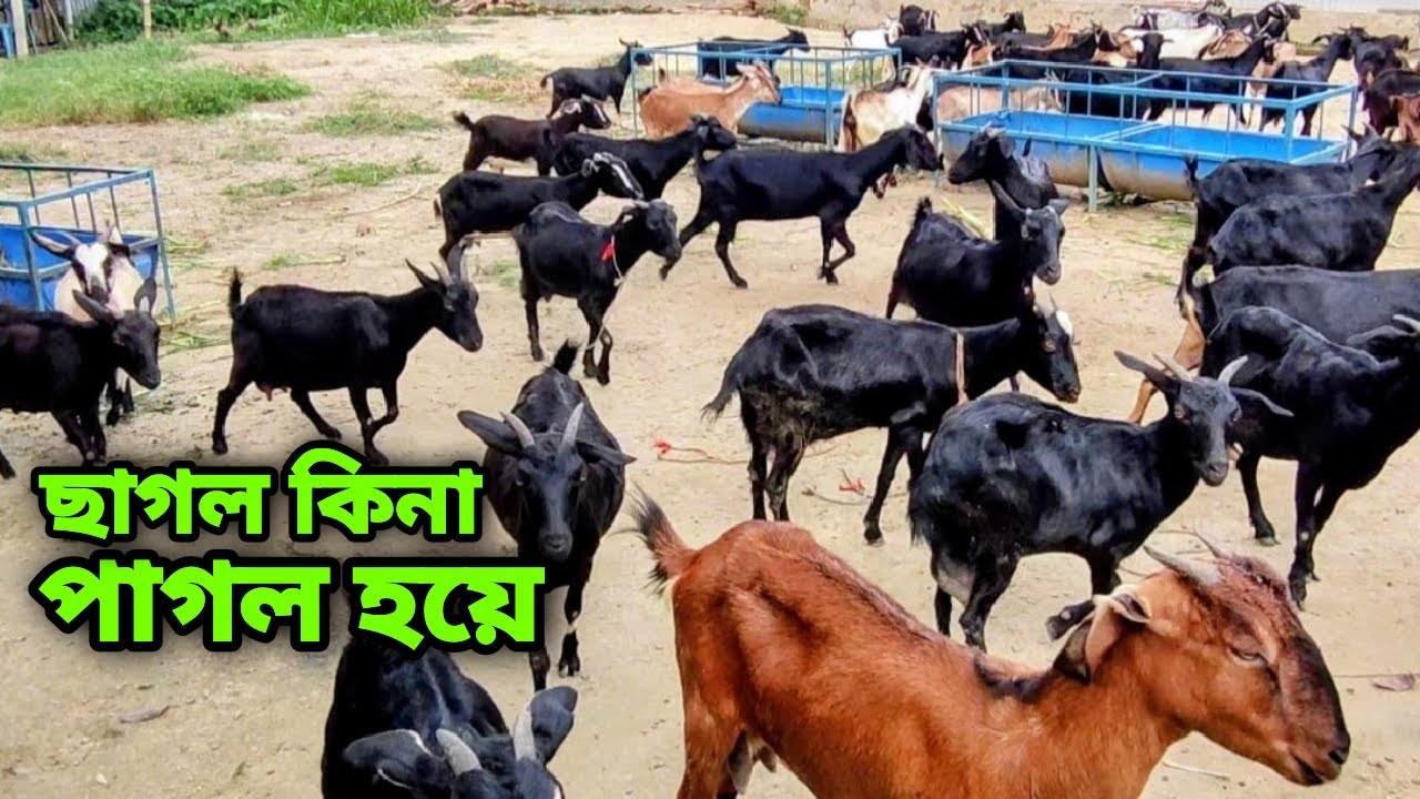 ছাগল কিনা পাগল হয়ে পাবনায়    || Rural life