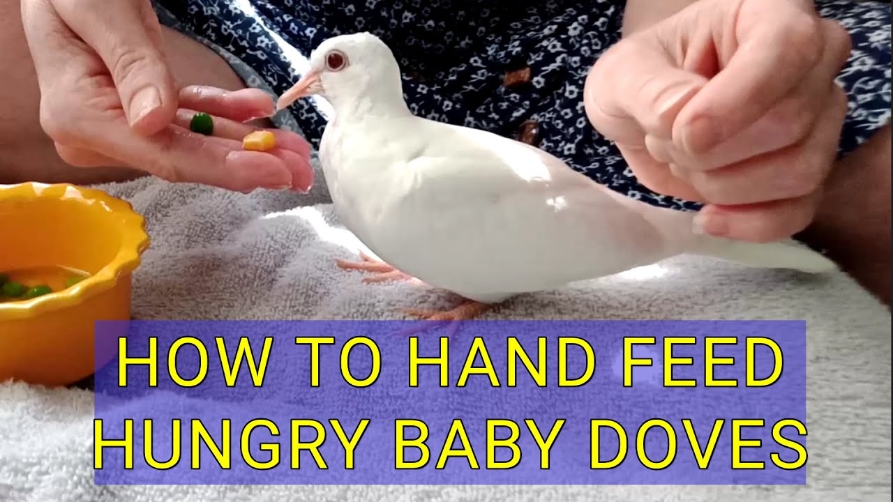 🕊️How to hand feed baby doves🕊️