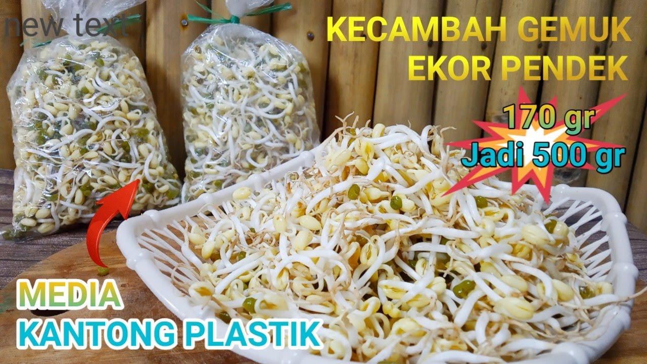 Membuat Kecambah Tauge Kacang Hijau Media Kantong Plastik - Lihat Kecambah setiap 12 jam Menakjubkan