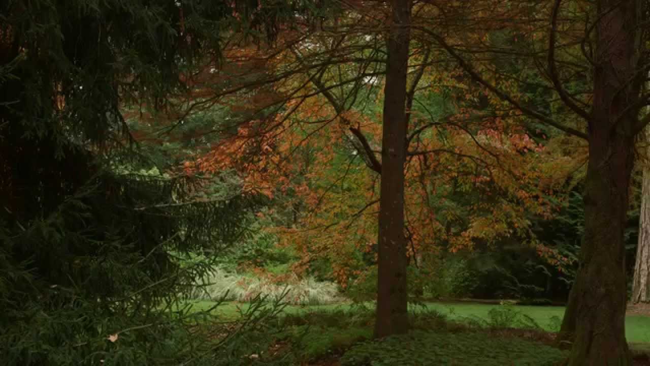 Auvergne : L'Arboretum de Balaine