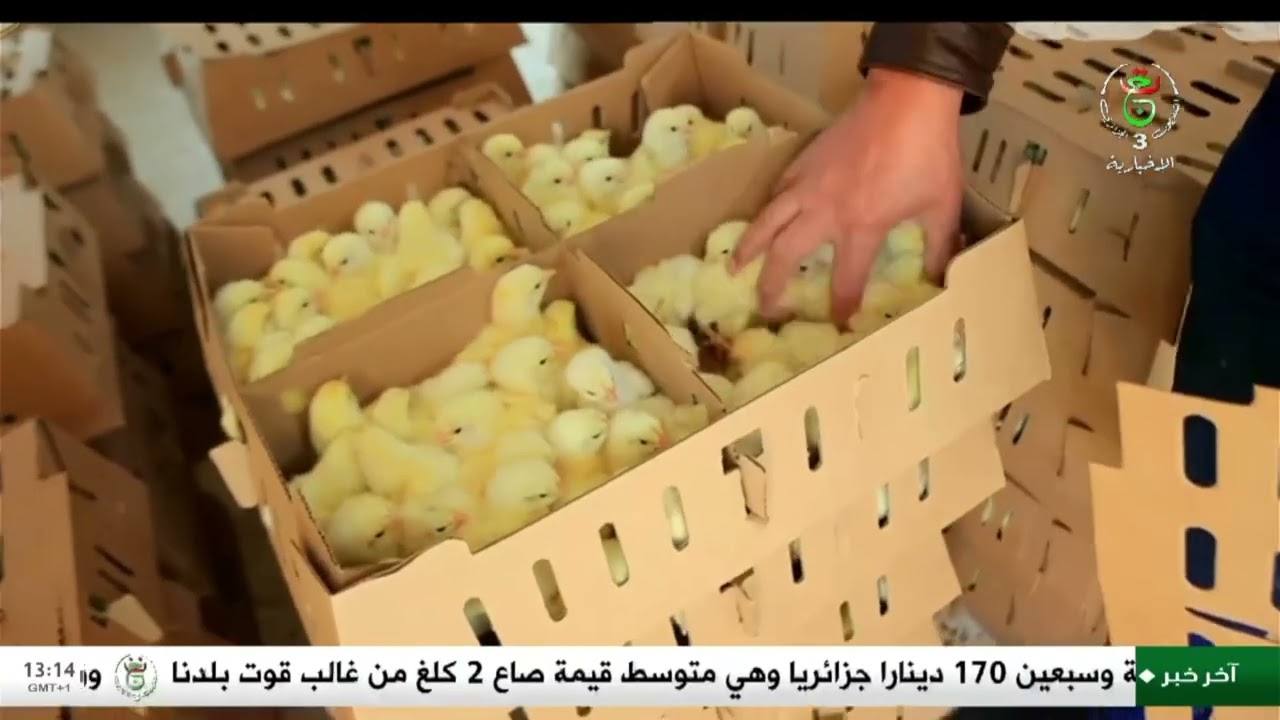 غليزان - فلاحة | الاستثمار الفلاحي المحلي .. رهان على الاكتفاء الذاتي