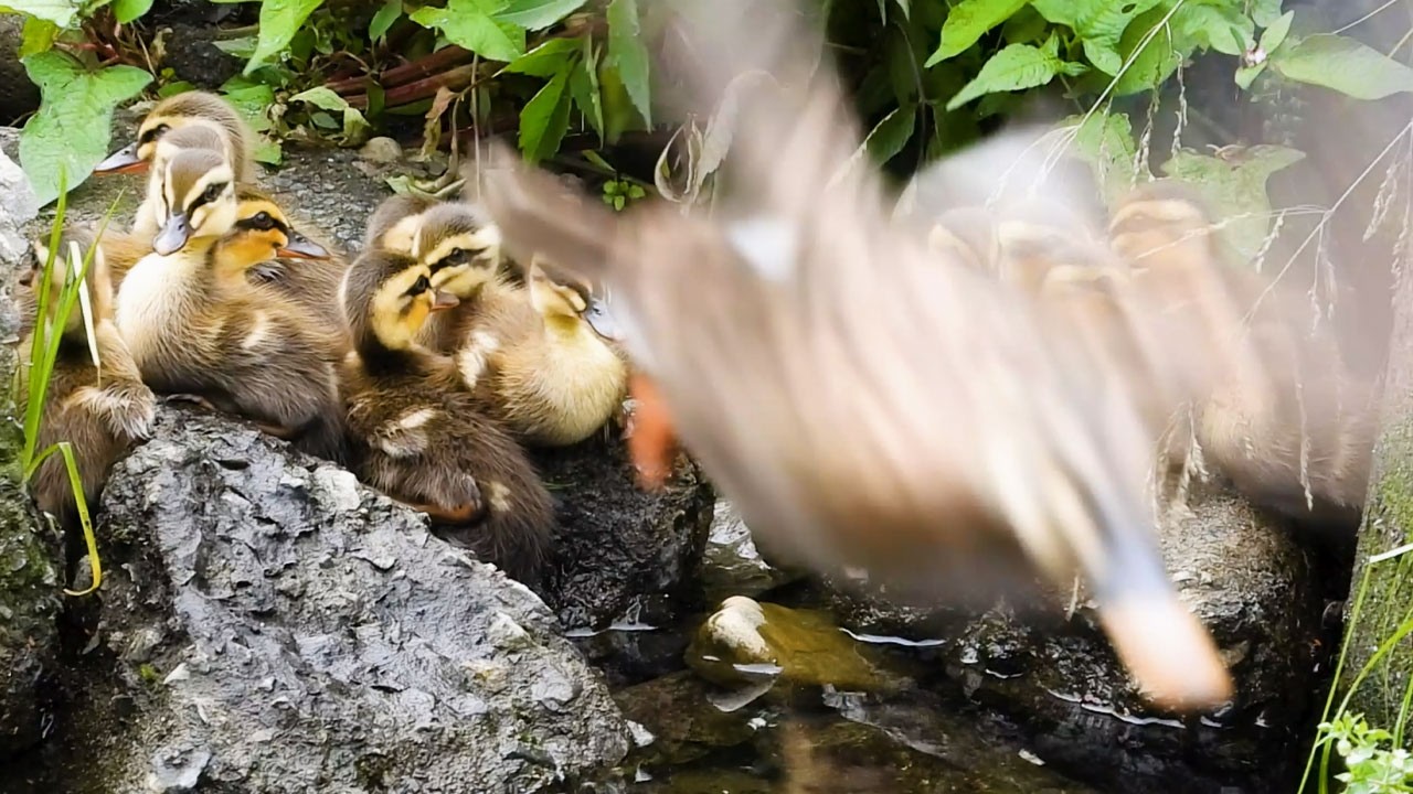 Duck Family 0512F | Most Ducklings, Catfish, Mother Attacked, Left Behind | Wildlife Documentary