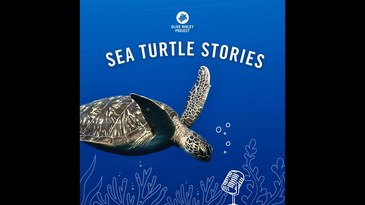 Decoding Male Sea Turtle Mysteries - With Renato Bruno