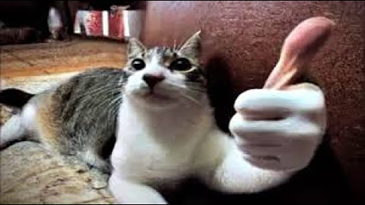 Hilarious Animal Moments Make You Smile #49