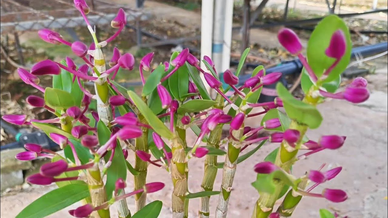 Em mời cả nhà sưu tầm hoa lan lai châu đang nụ. Lh 0398 228 633