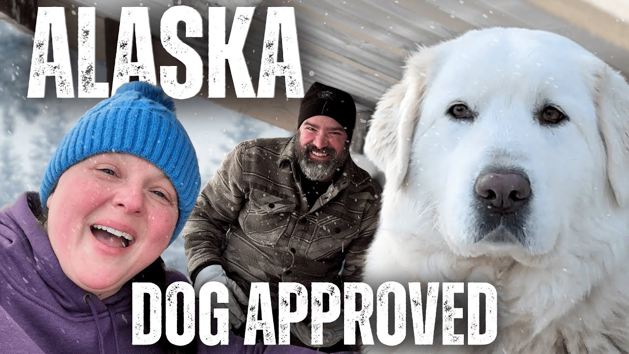 We Built an Alaska Sized Outdoor Break Room for Our Giant Livestock Guardian Dogs