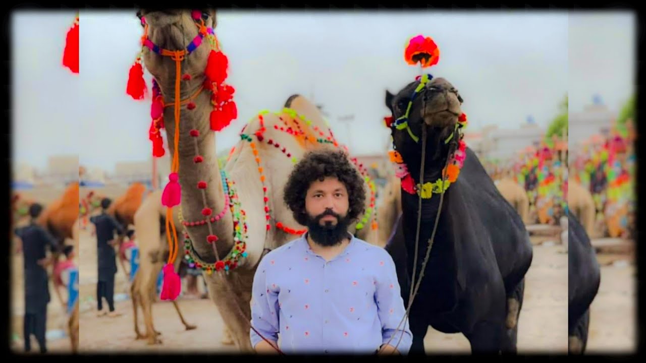House Of Jdc Qurbani Baare Mustakim Ke Liye 6 Camel || Black Camel 🐫🐫