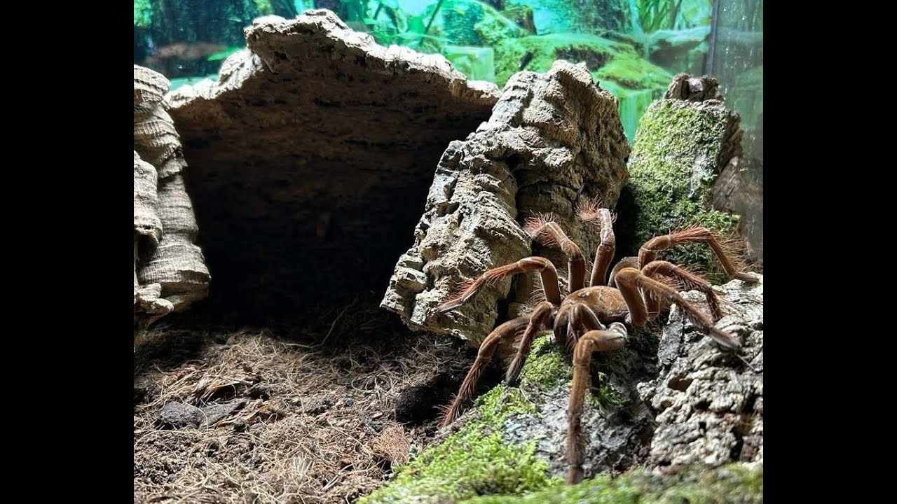 Rehousing my Theraphosa Stirmi (Goliath BirdEater Tarantula