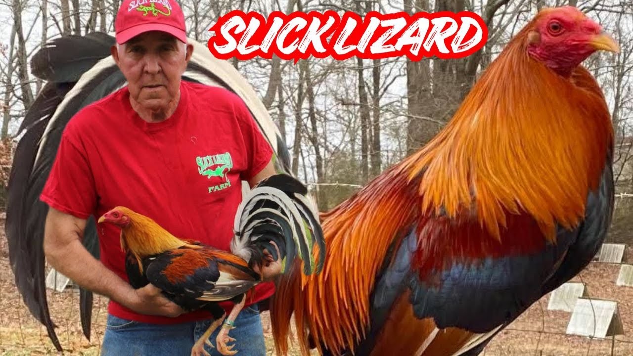 Outdoor Breeding Pens - Slick Lizard Farm Feeding Time Shape Outdoor Chicken Coop 2026