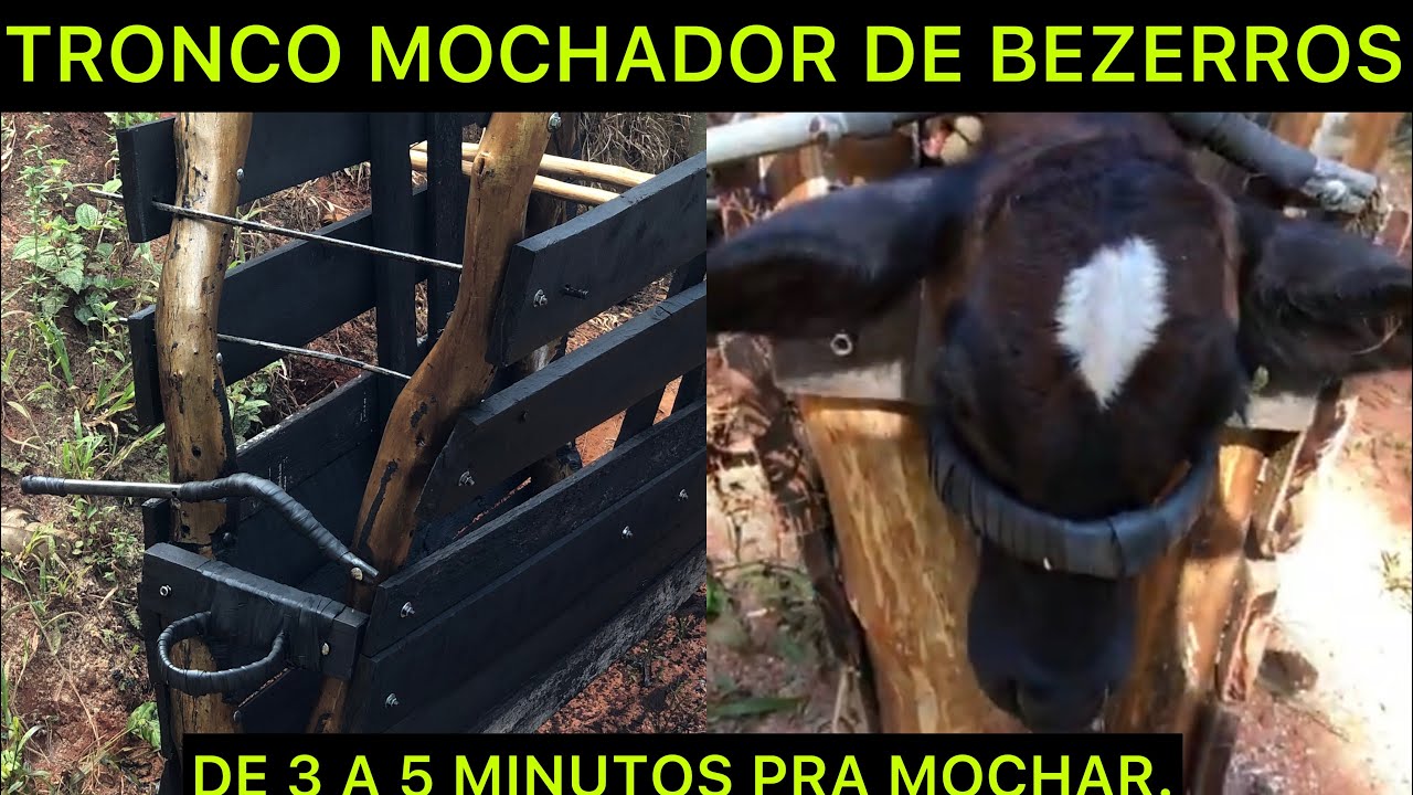 TRONCO (BRETE) MOCHADOR DE BEZERROS.