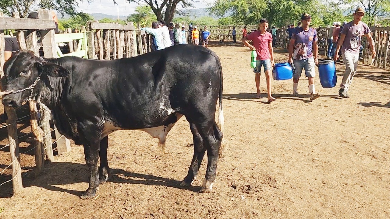 FEIRA DO GADO EM ALTINHO-PE   21-02-2026  #nordeste